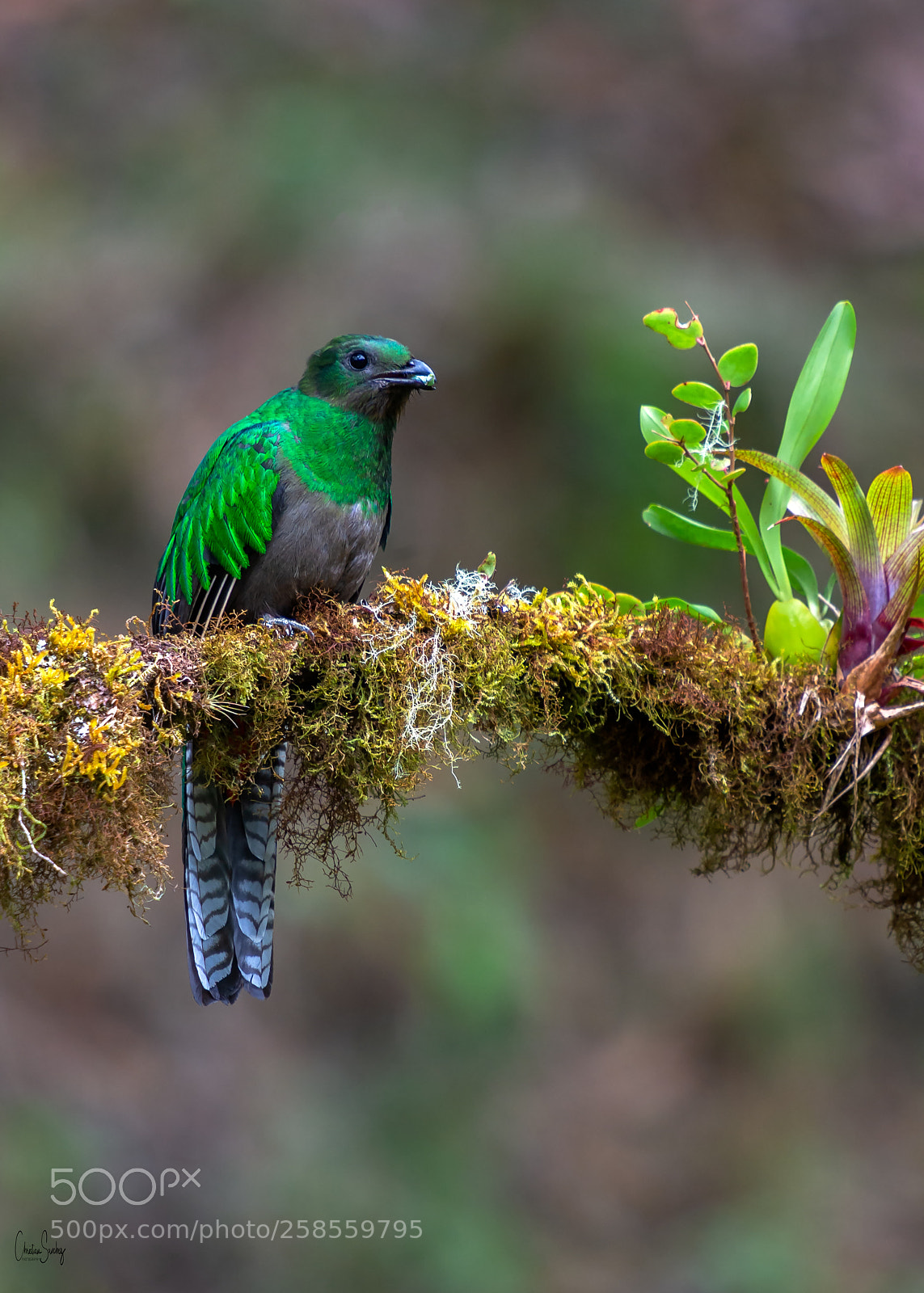 Nikon D4 sample photo. Resplendent quetzal photography