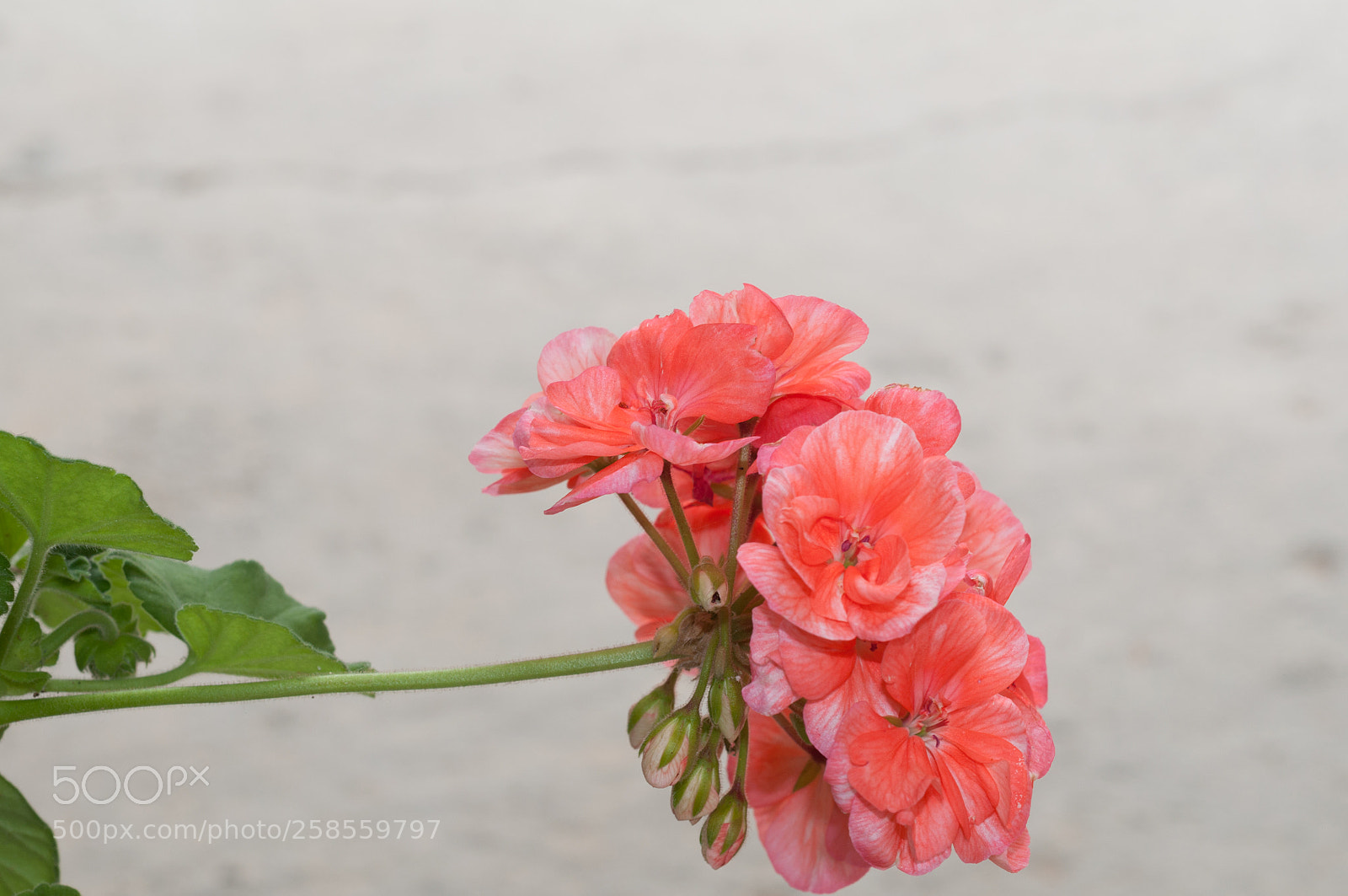 Nikon D90 sample photo. A flower photography