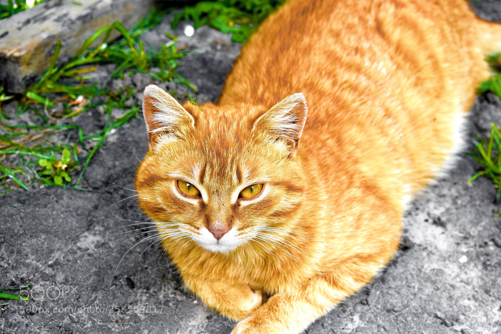 Nikon D3400 sample photo. Honey eyes of a photography