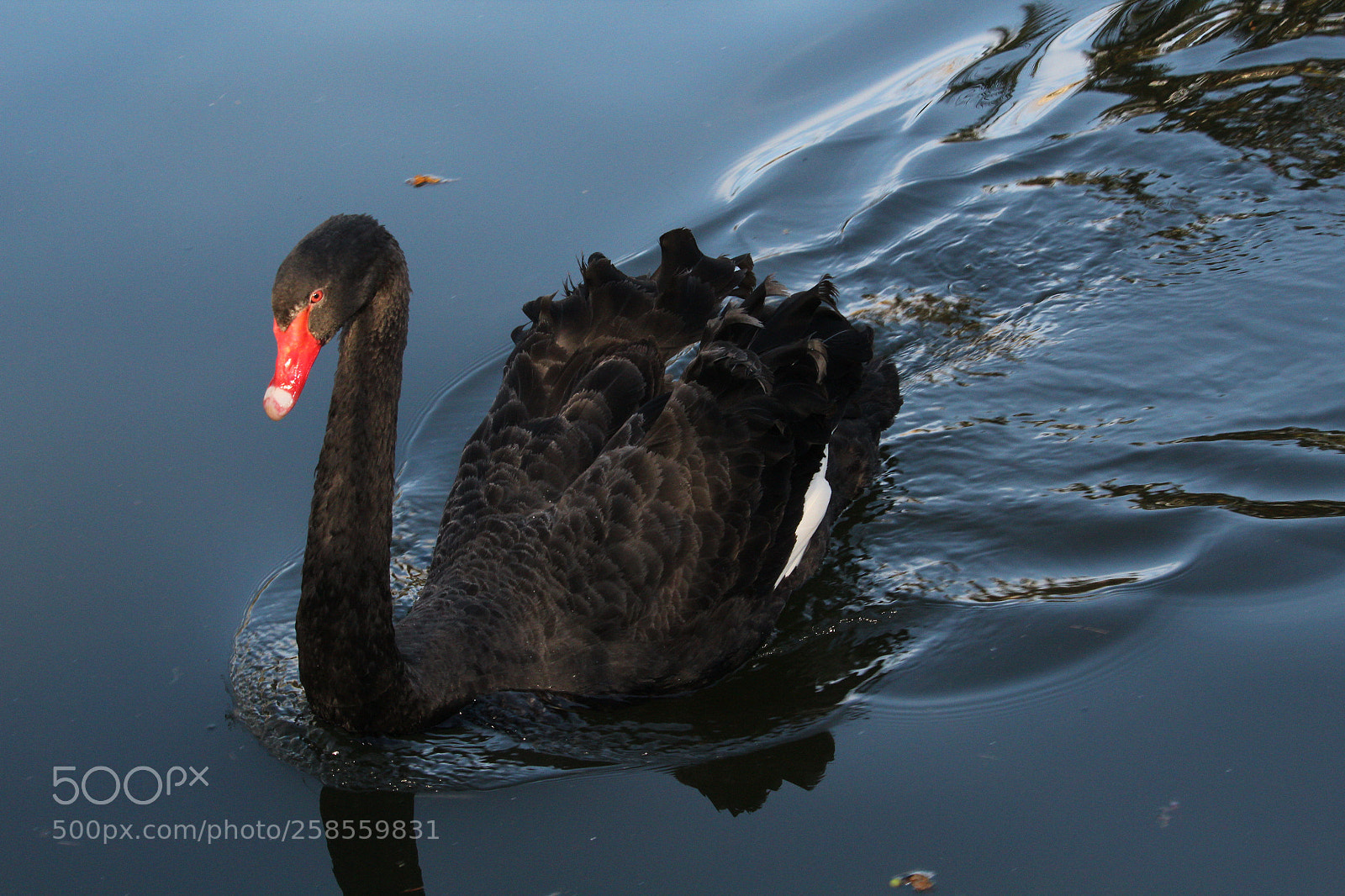 Canon EOS 1300D (EOS Rebel T6 / EOS Kiss X80) sample photo. Black swan photography
