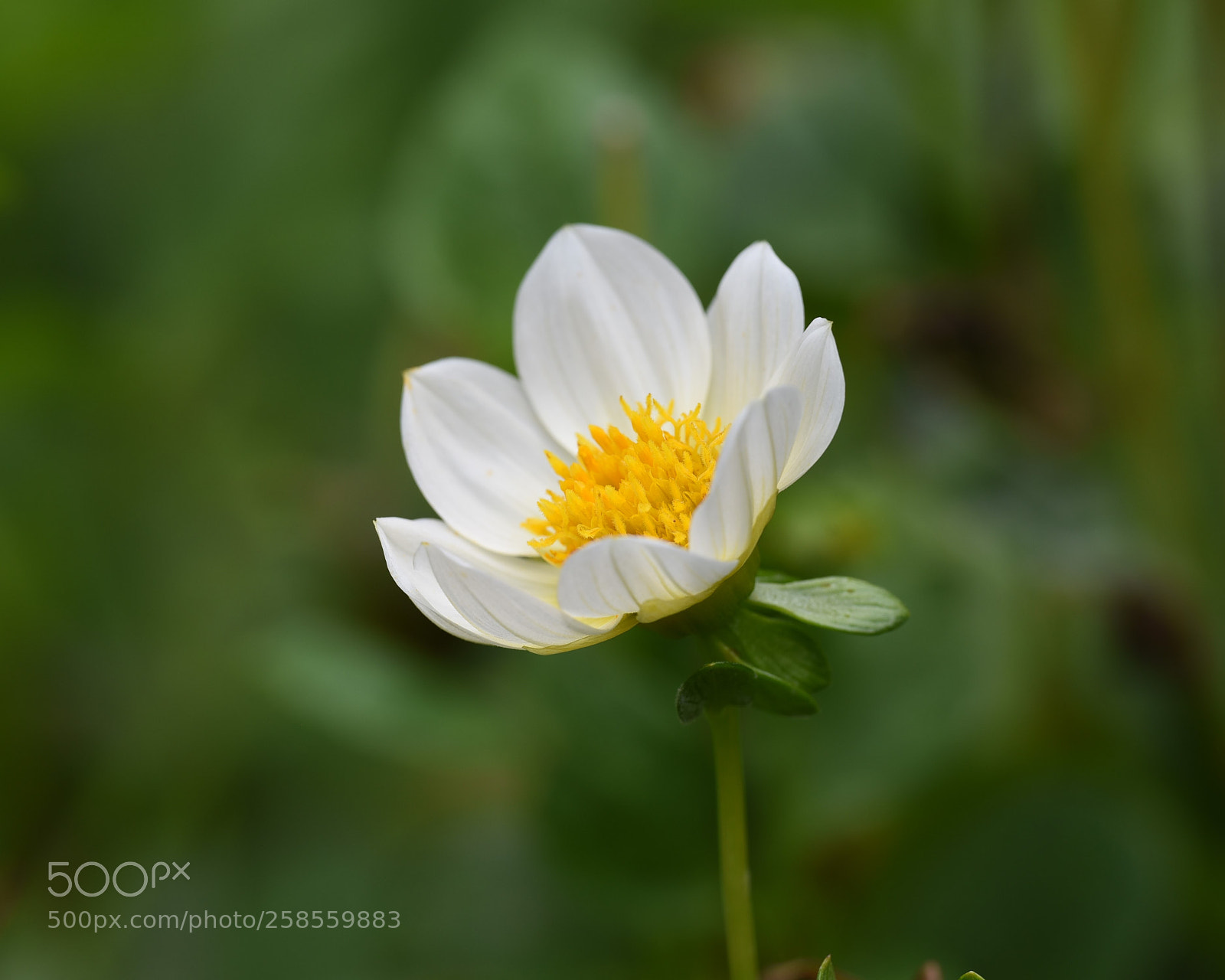 Nikon D750 sample photo. Tiny white flower photography