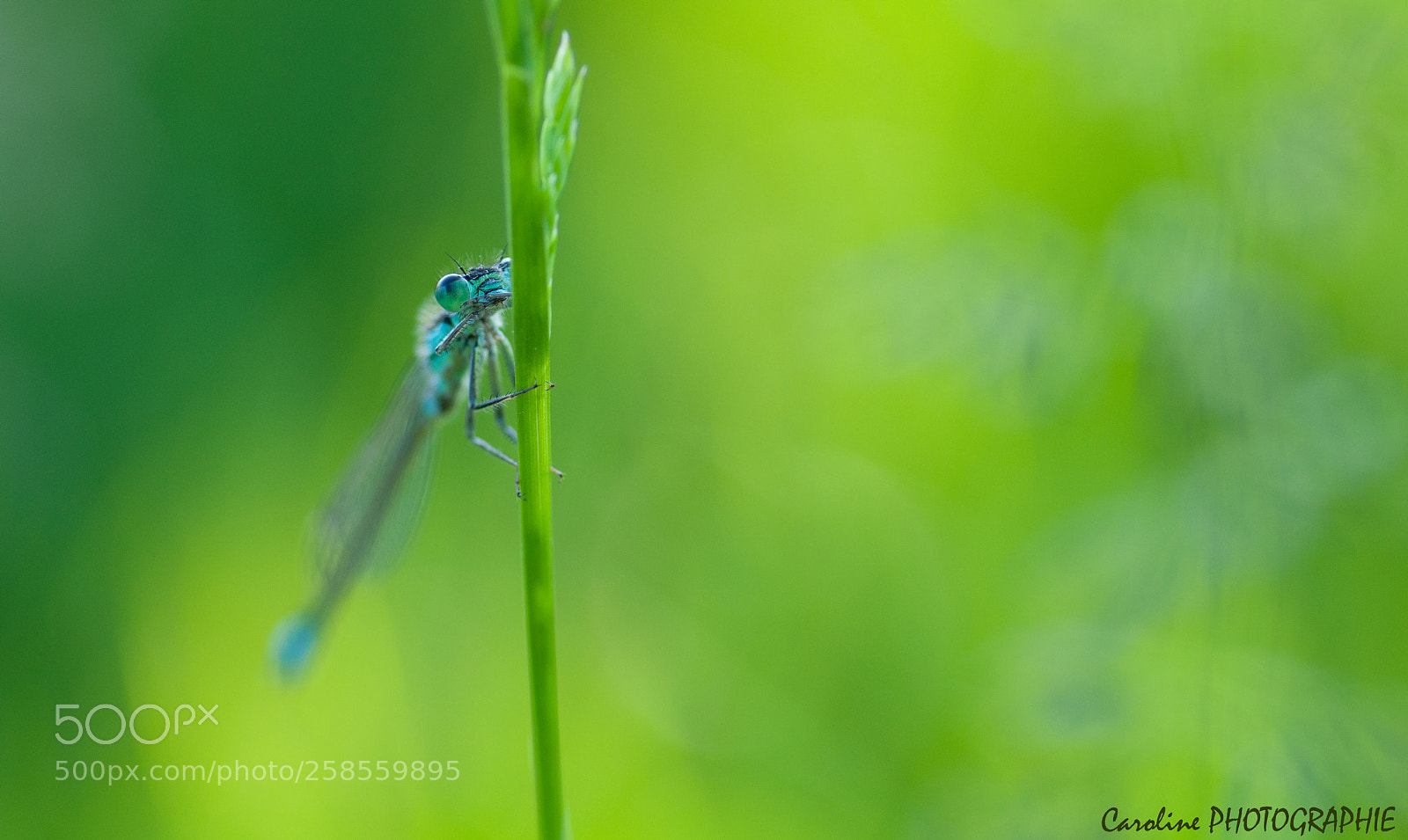 Nikon D90 sample photo. Agrion photography