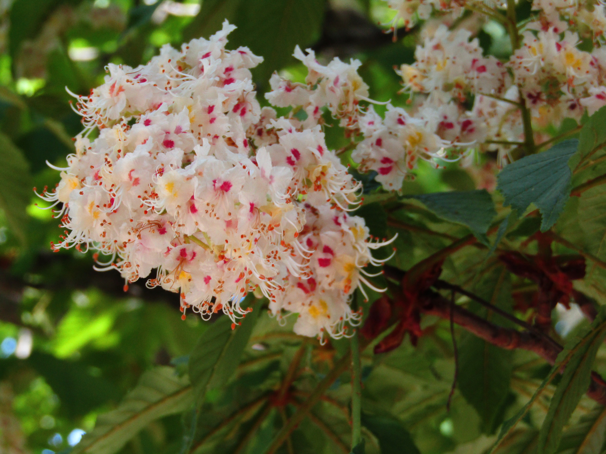 Canon POWERSHOT SX430 IS sample photo. Img photography