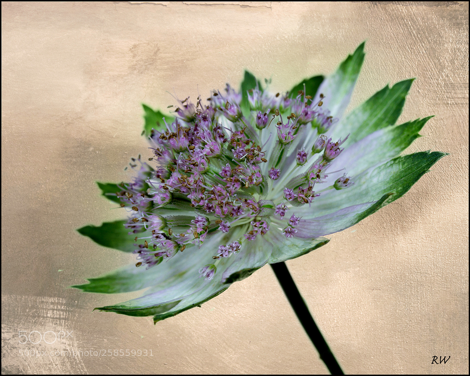 Canon EOS 7D sample photo. Astrantia photography
