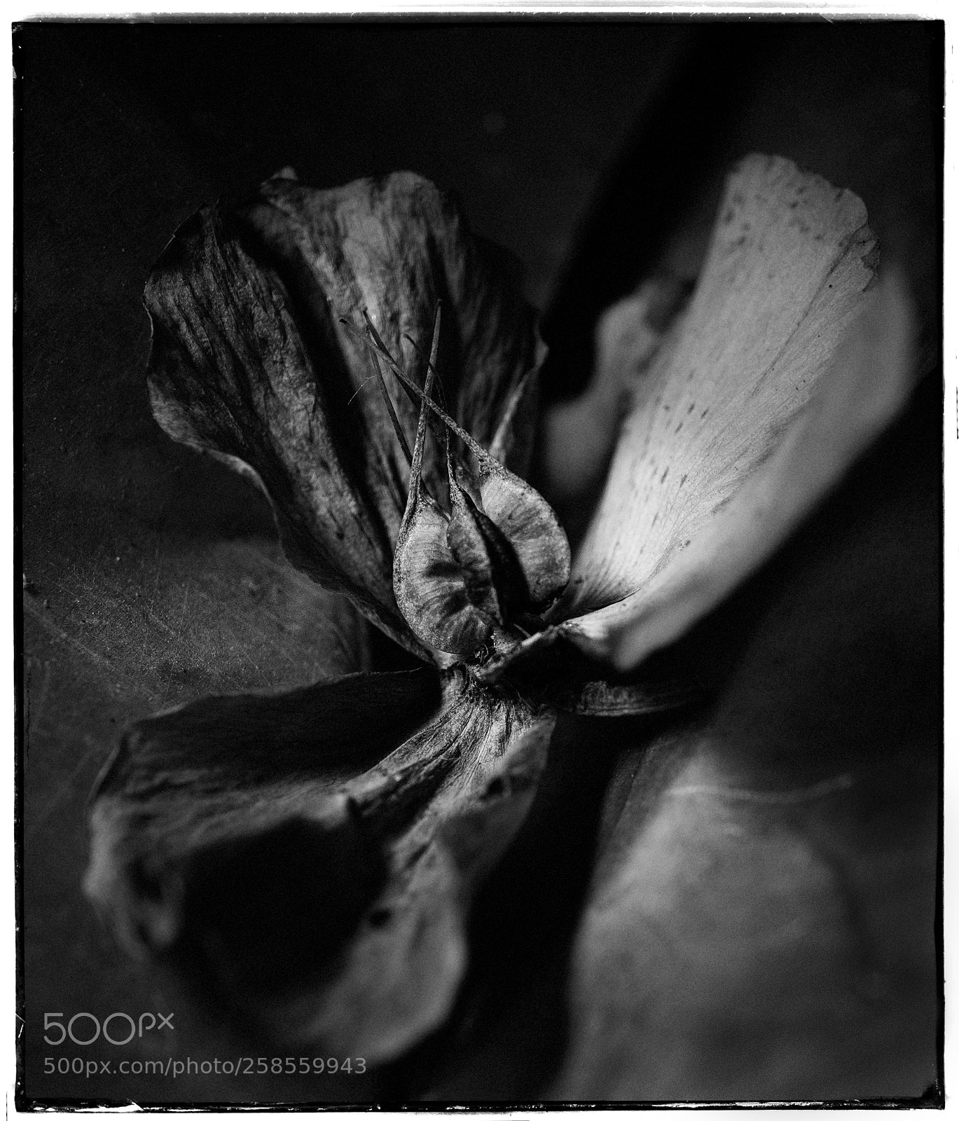 Sony a7 sample photo. Hellebore with seeds photography