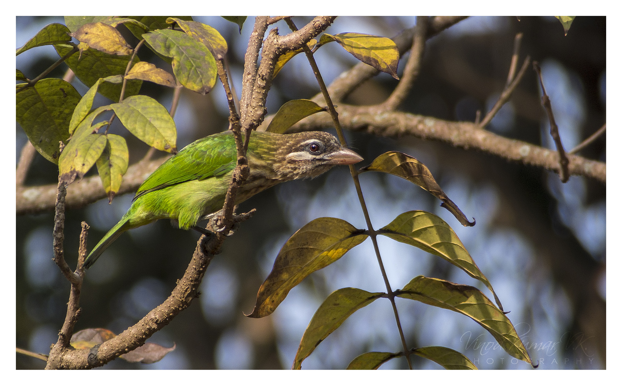 Fujifilm FinePix HS50 EXR sample photo. White cheecked barbet photography