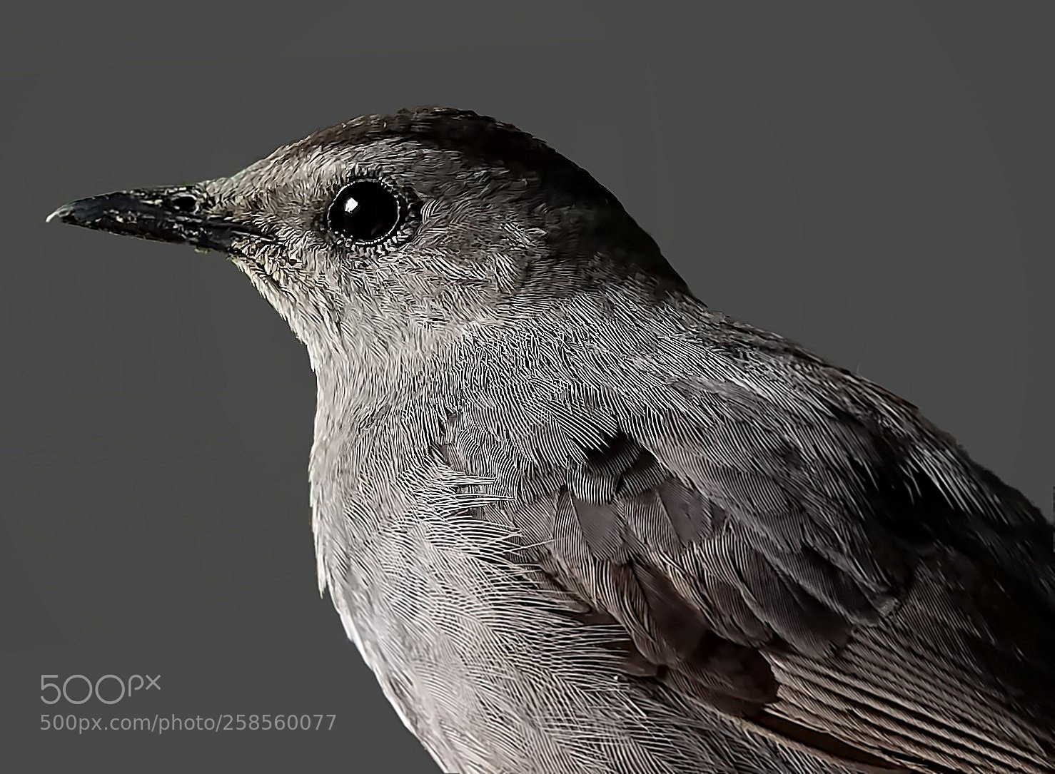 Samsung Galaxy S7 sample photo. Gray catbird closeup photography