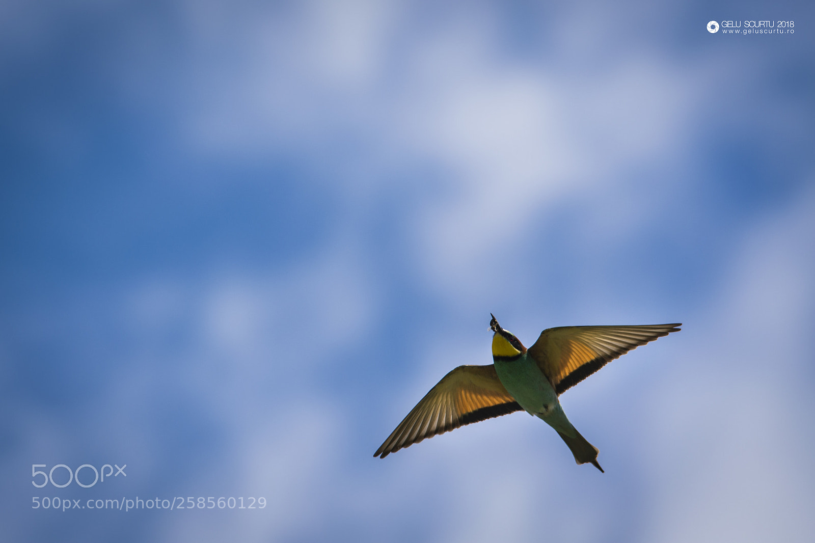 Nikon D7200 sample photo. Meropidae (prigorii) photography