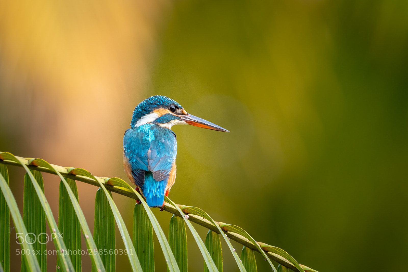 Olympus OM-D E-M1 Mark II sample photo. Kingfisher photography
