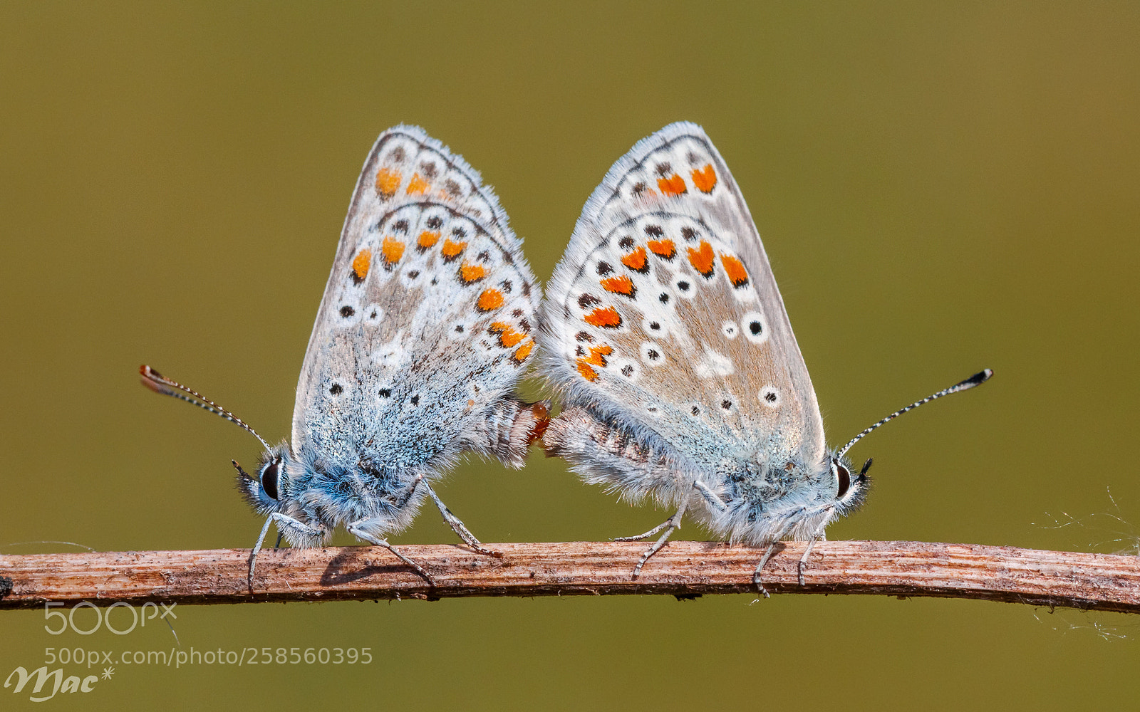 Canon EOS 70D sample photo. Brown argus mating photography