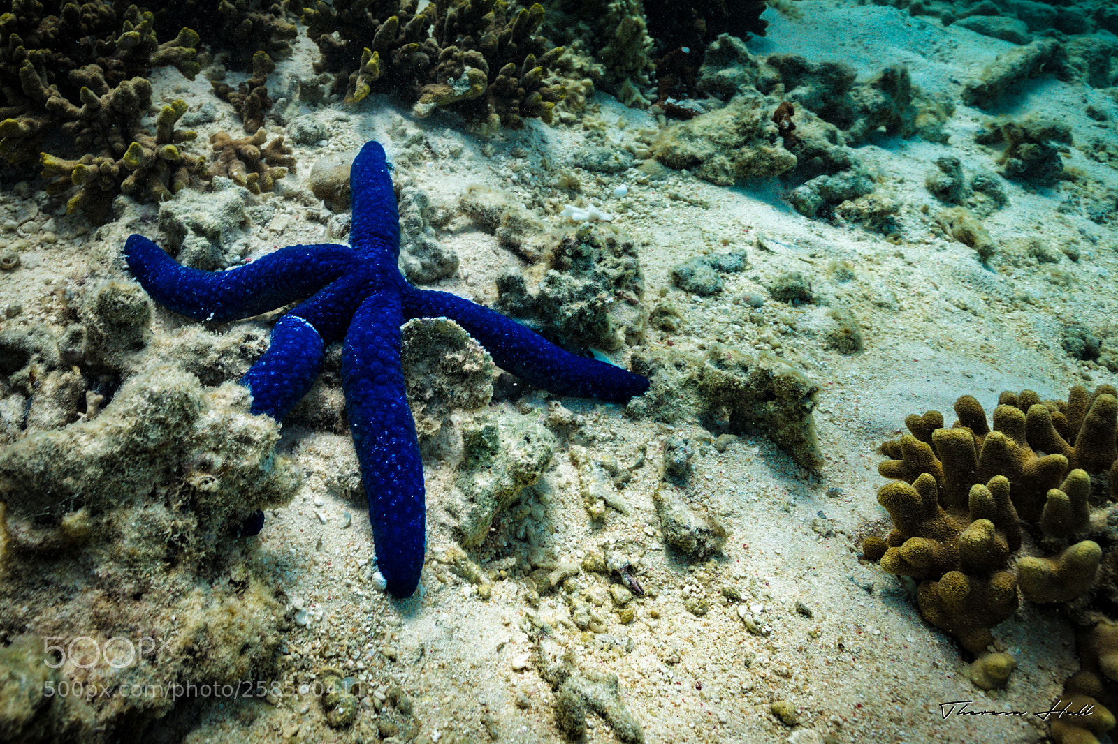 Canon EOS 5D Mark IV sample photo. Blue starfish photography
