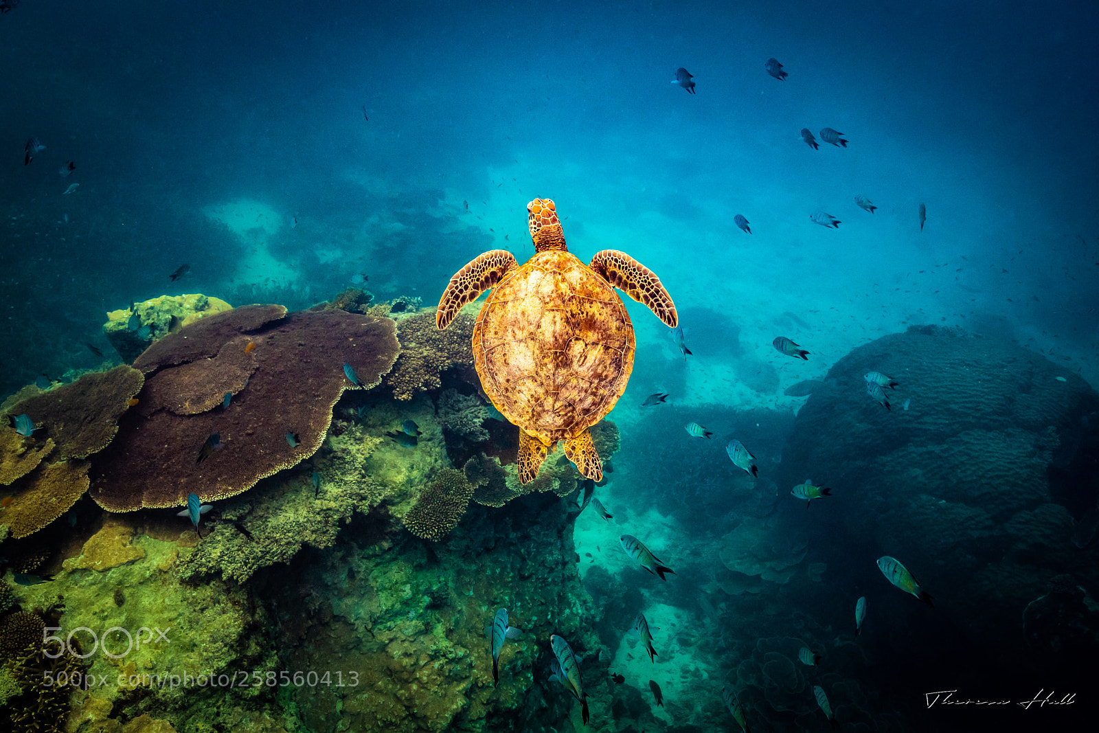 Canon EOS 5D Mark IV sample photo. Turtle swimming with the photography