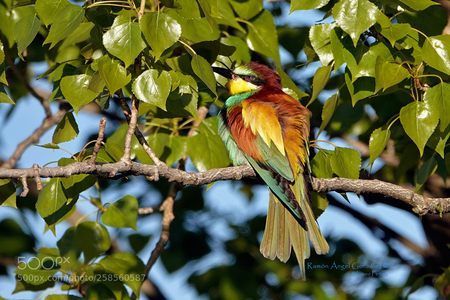 Sony Cyber-shot DSC-RX10 IV sample photo. European bee-eater in the photography