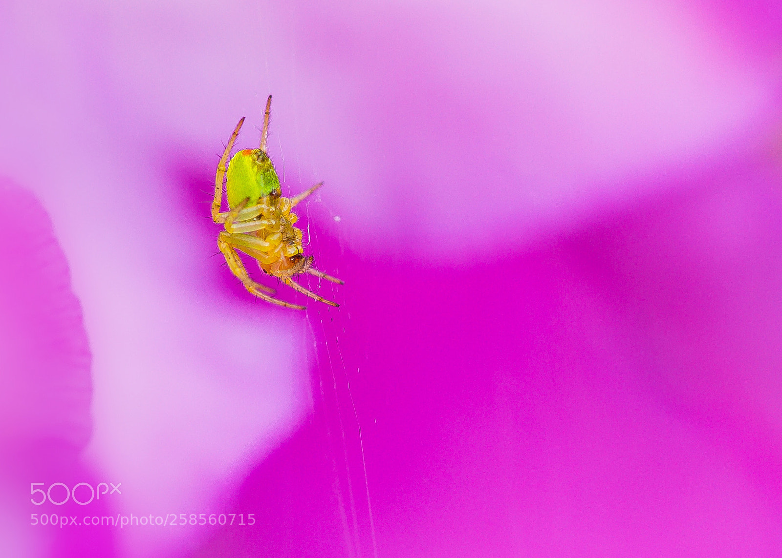 Canon EOS 7D sample photo. ‘cucumber spider’ photography