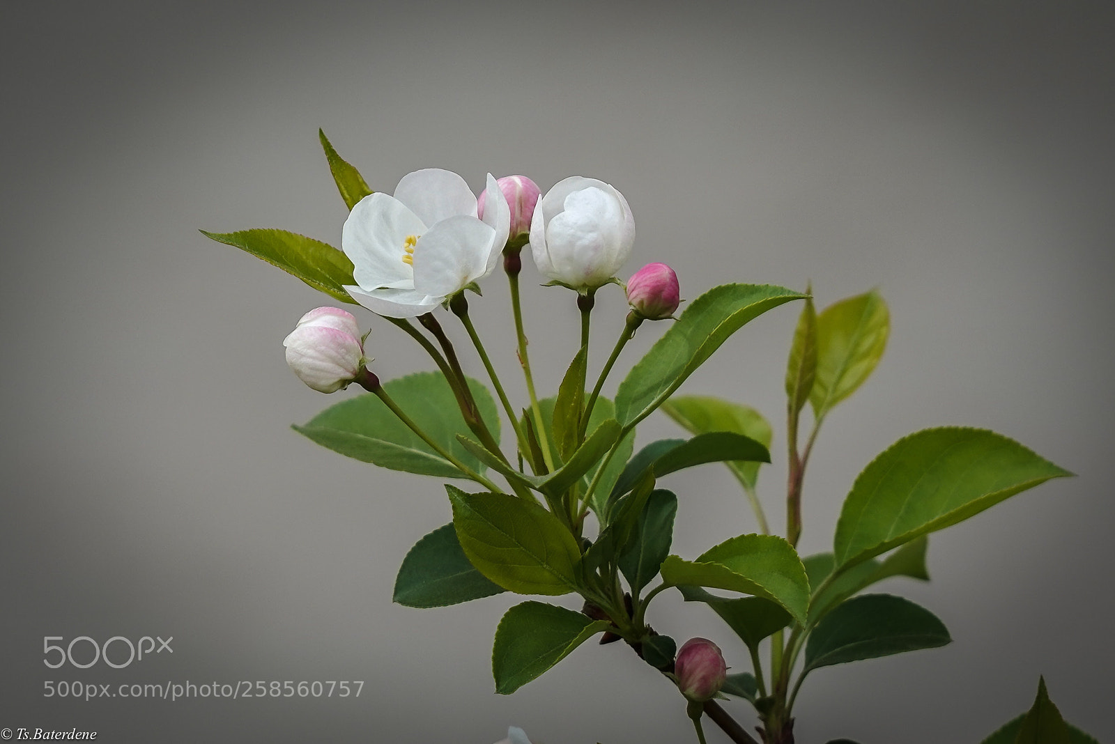 Sony a7R III sample photo. White beauty photography