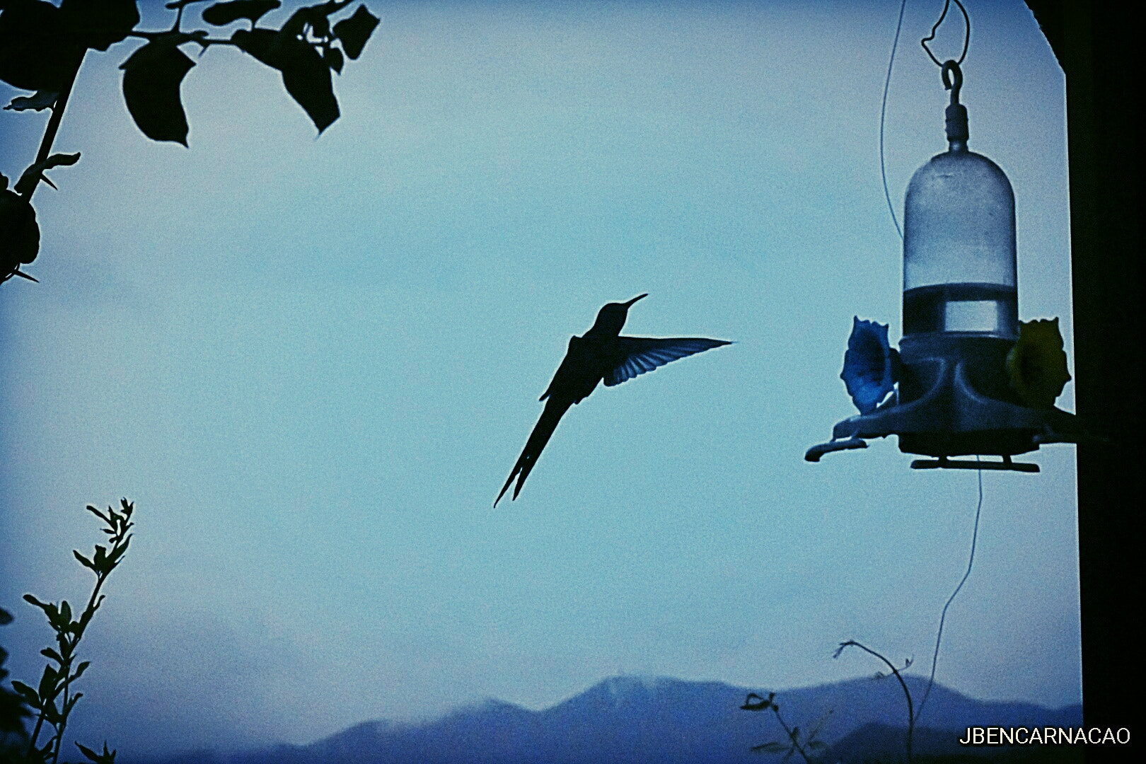 Nikon D5600 sample photo. Hummingbird photography