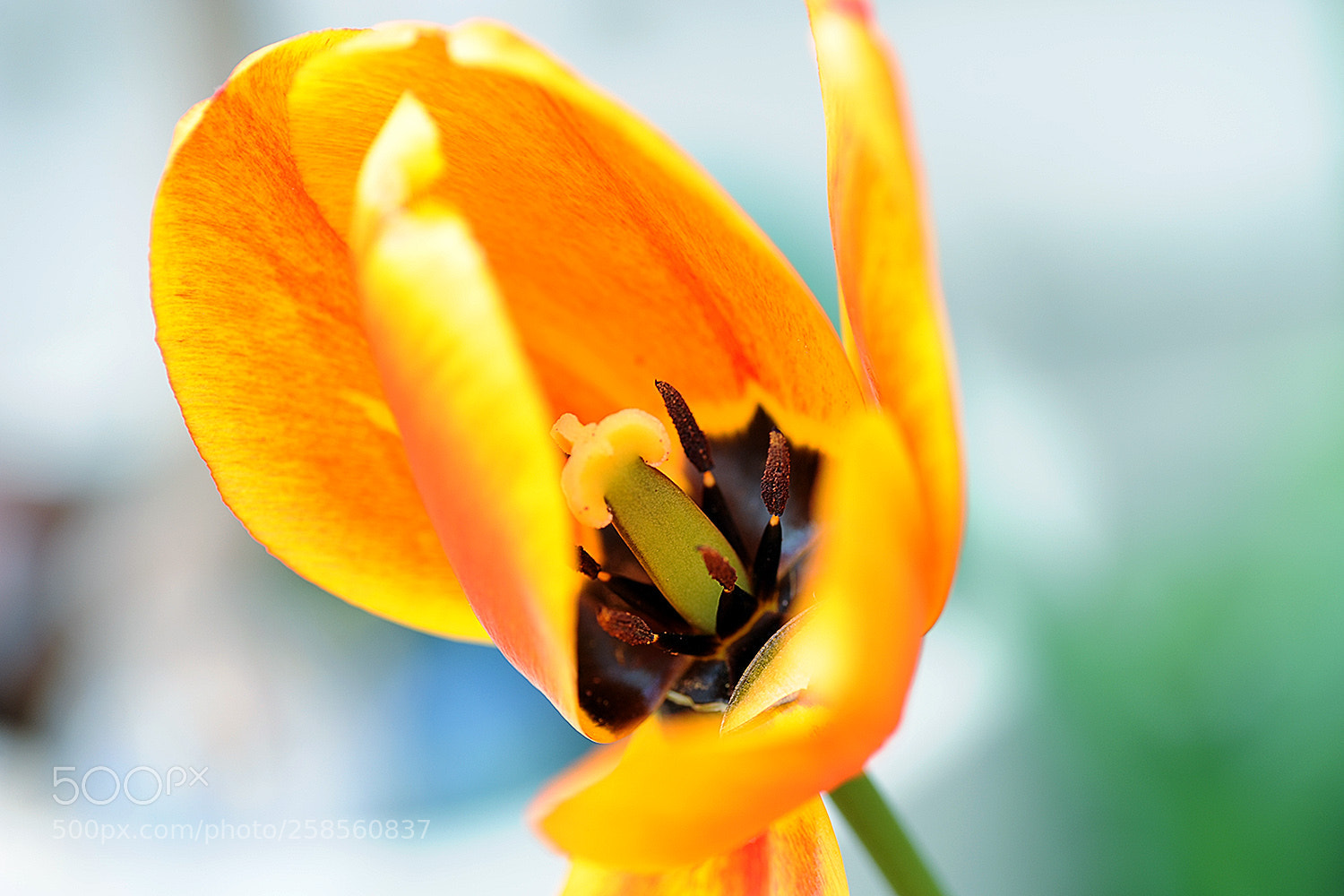 Nikon D700 sample photo. Flowers in our garden photography