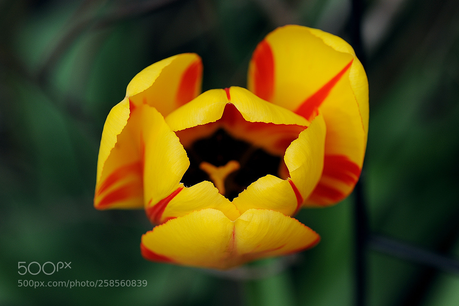Nikon D700 sample photo. Flowers in our garden photography