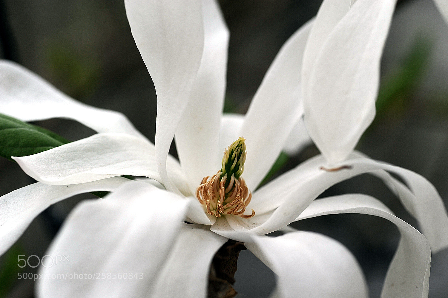 Nikon D700 sample photo. Flowers in our garden photography