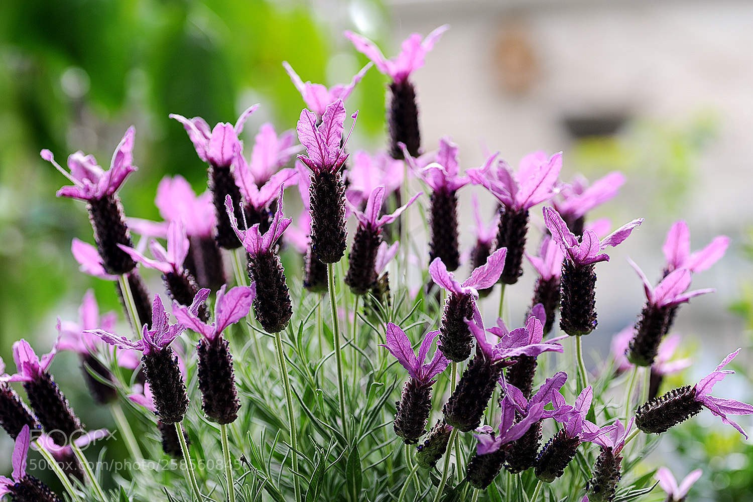Nikon D700 sample photo. Flowers in our garden photography