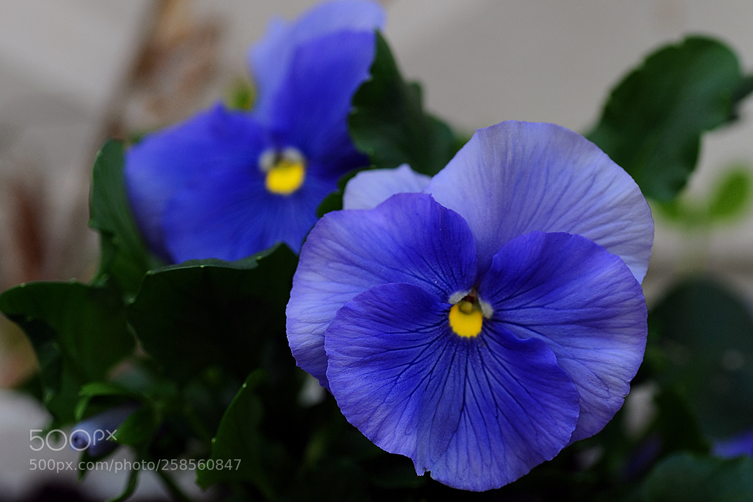 Nikon D700 sample photo. Flowers in our garden photography
