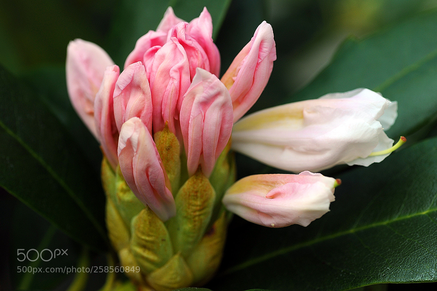 Nikon D700 sample photo. Flowers in our garden photography