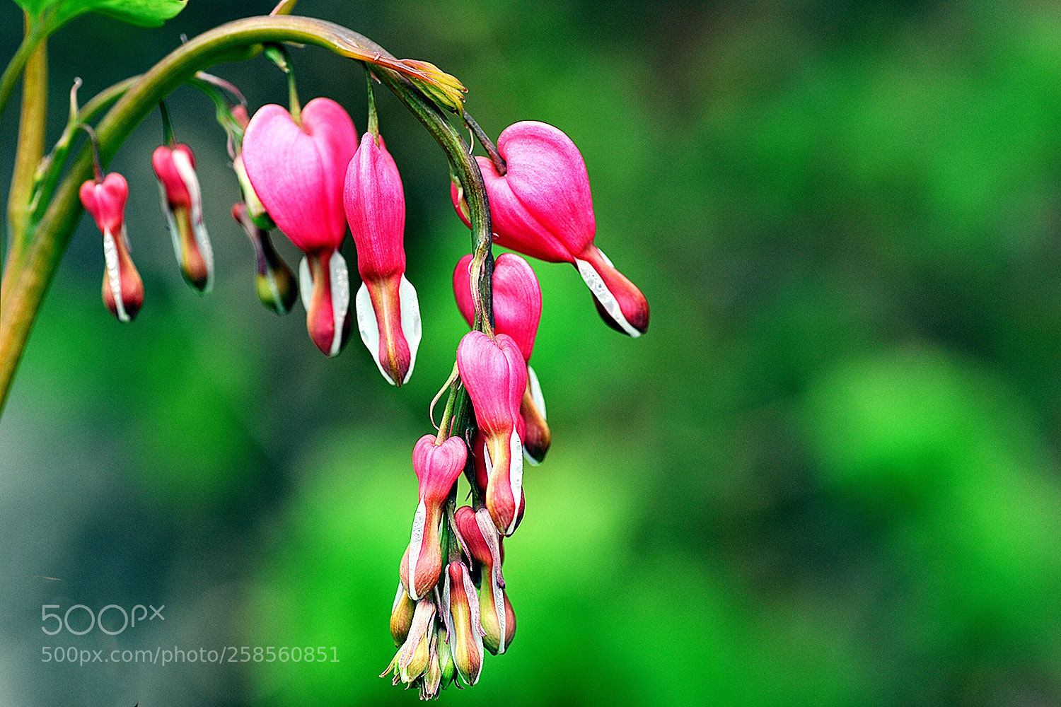 Nikon D700 sample photo. Flowers in our garden photography