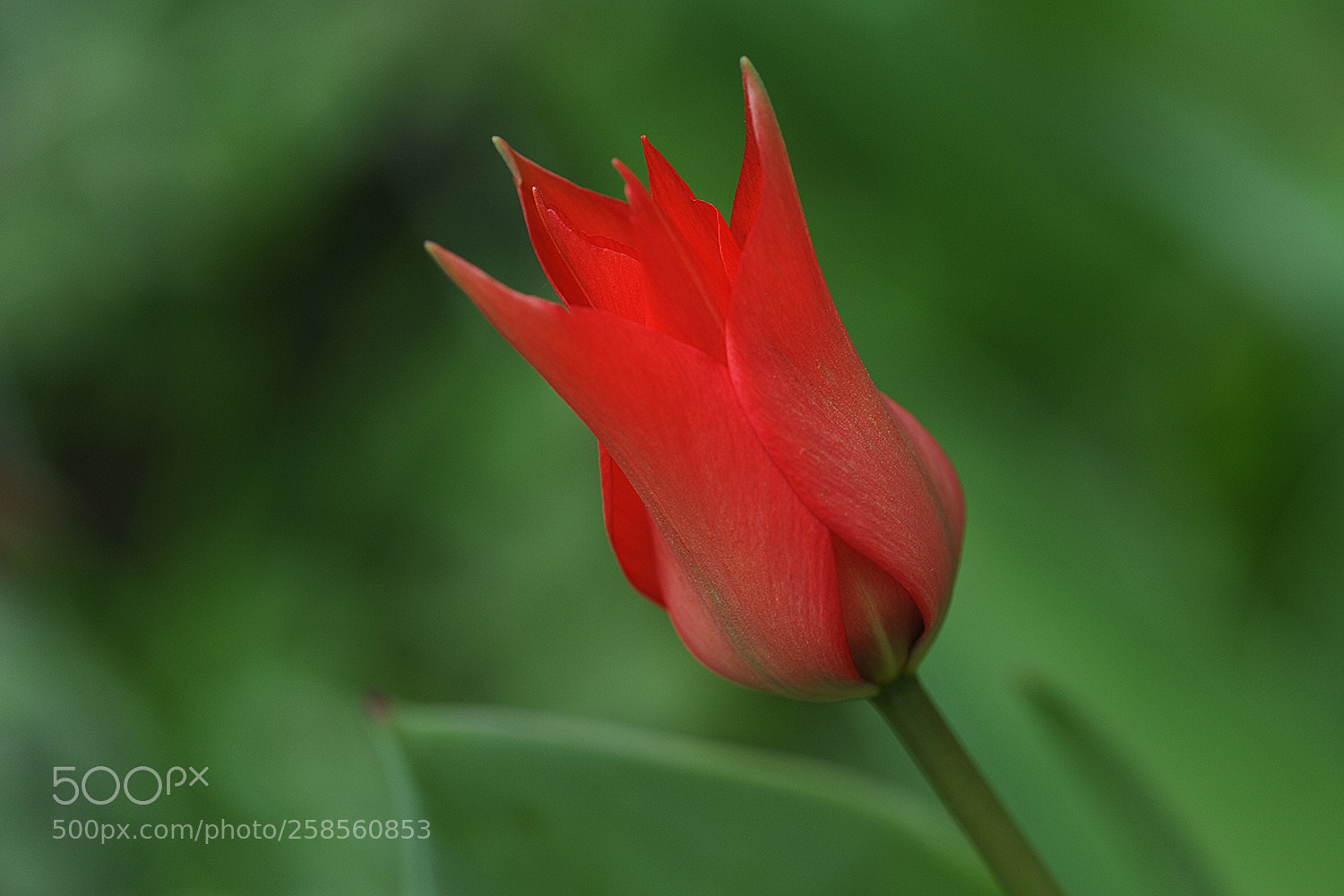 Nikon D700 sample photo. Flowers in our garden photography