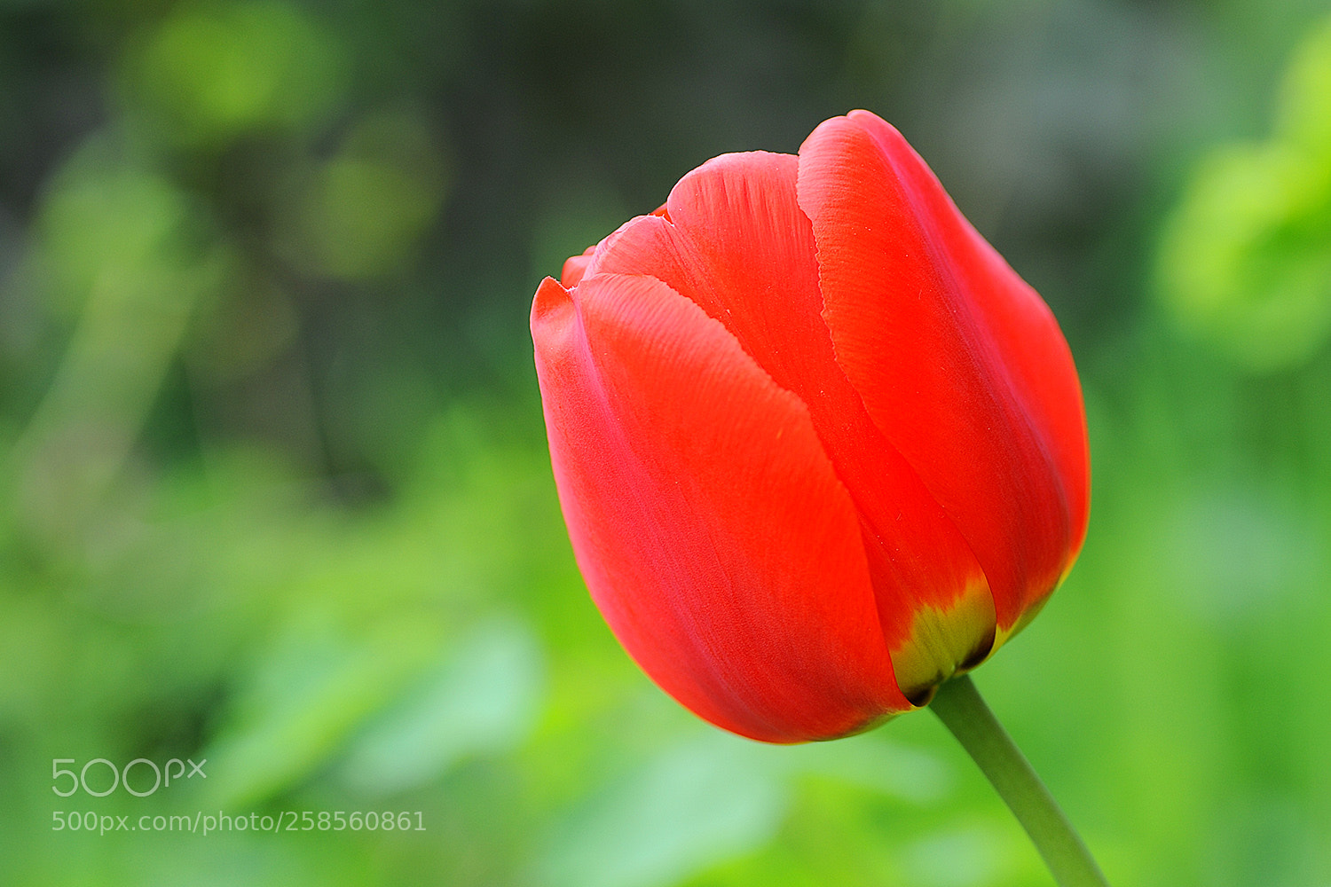 Nikon D700 sample photo. Flowers in our garden photography