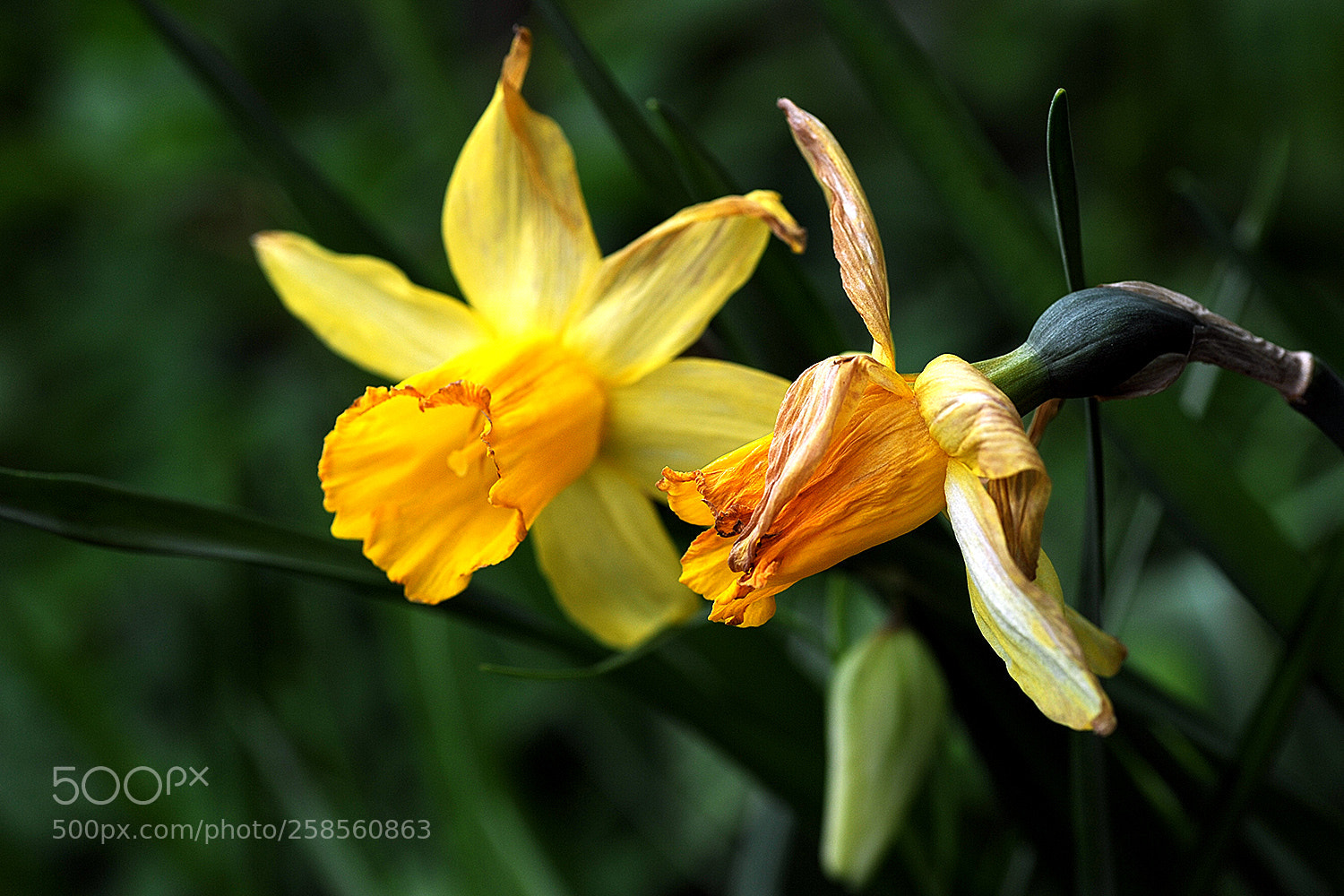 Nikon D700 sample photo. Flowers in our garden photography