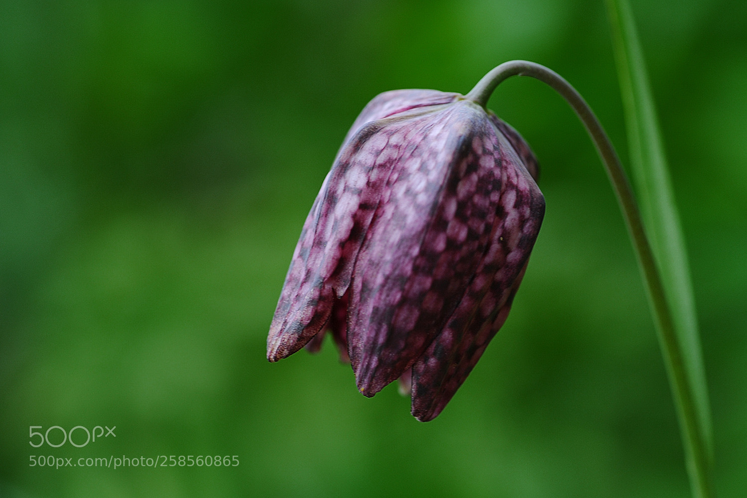 Nikon D700 sample photo. Flowers in our garden photography