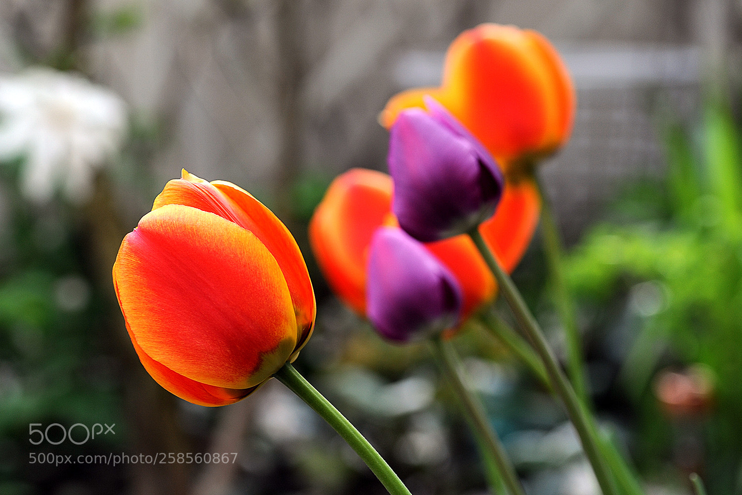 Nikon D700 sample photo. Flowers in our garden photography