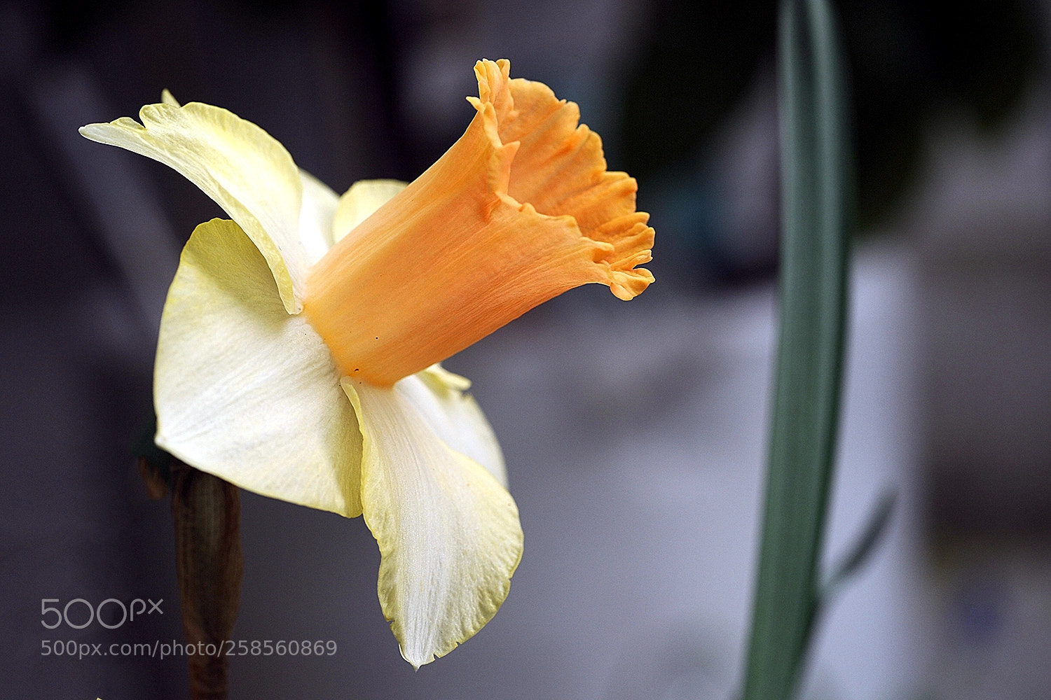 Nikon D700 sample photo. Flowers in our garden photography