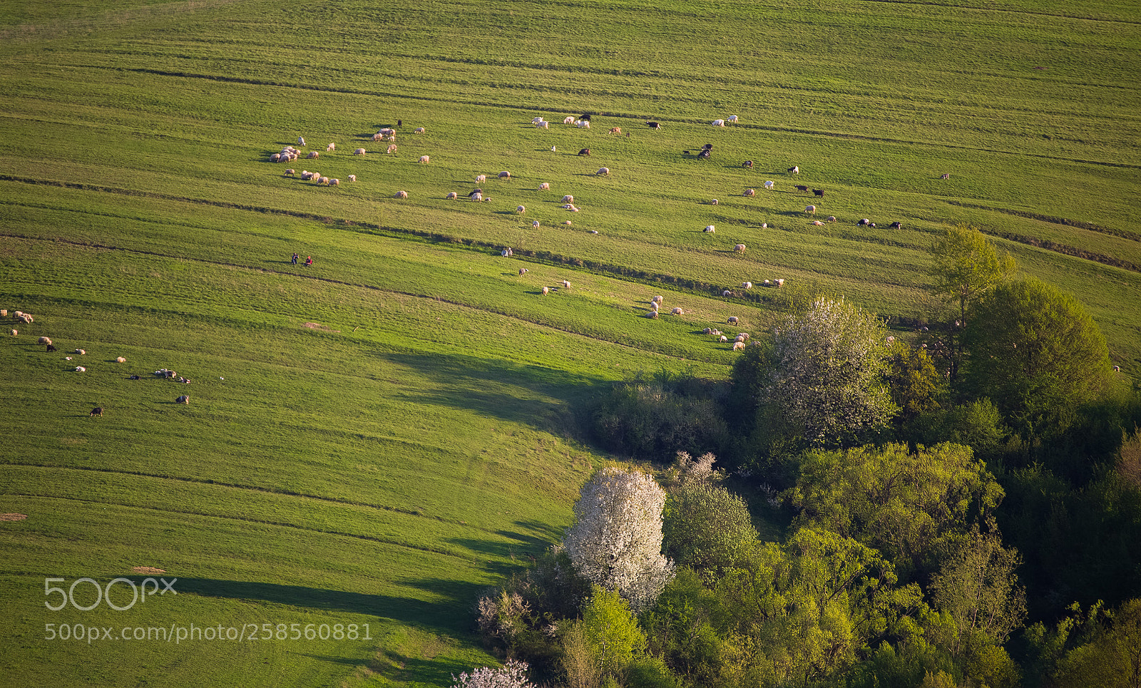 Canon EOS 6D sample photo. Spring in maramures photography