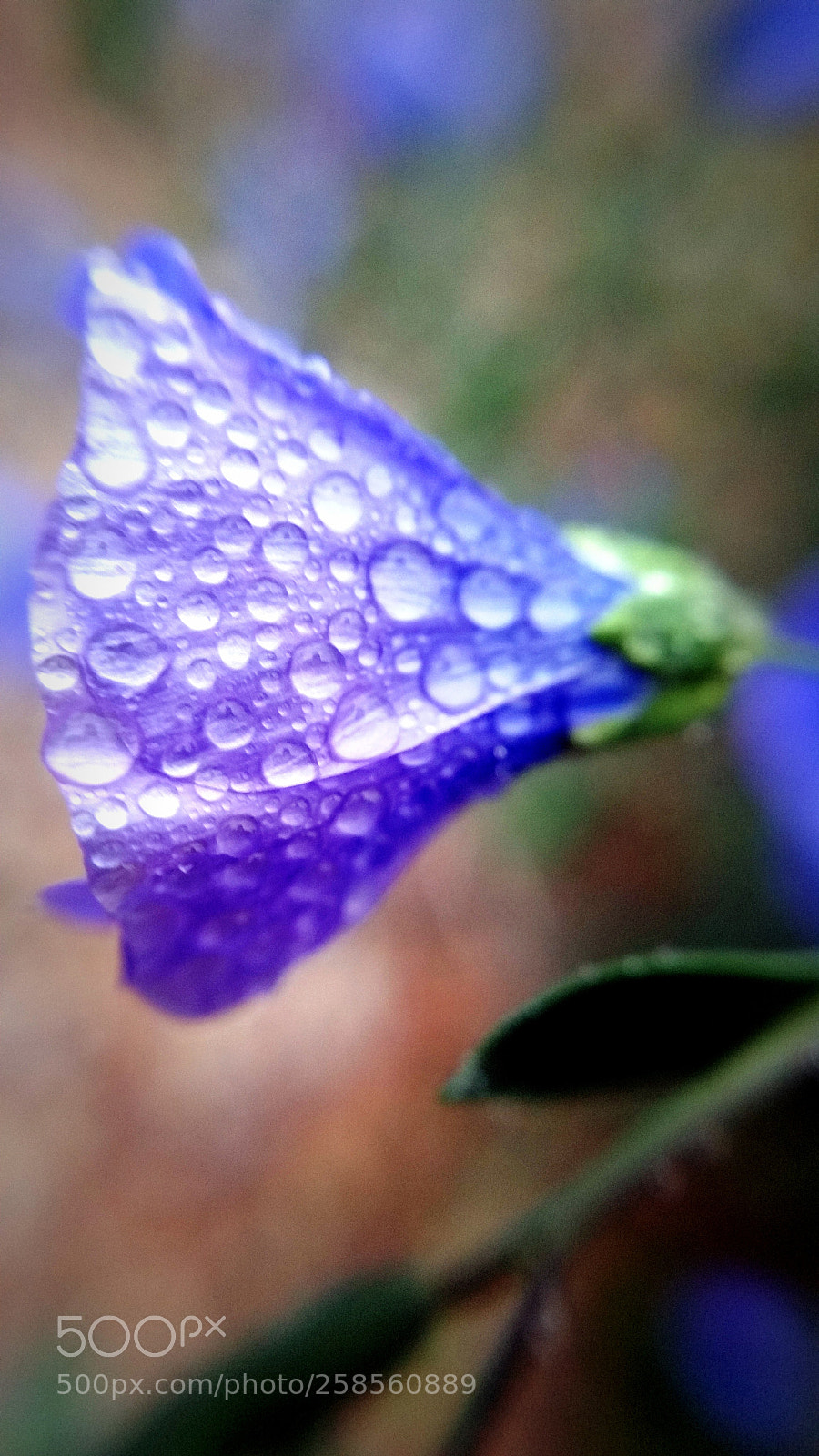 Samsung Galaxy Note4 sample photo. The blues (profile) photography