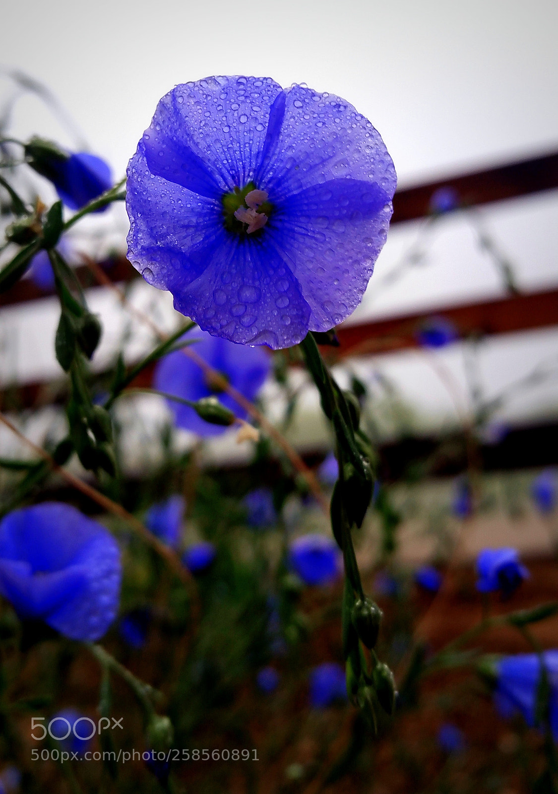 Samsung Galaxy Note4 sample photo. The blues (fenced) photography