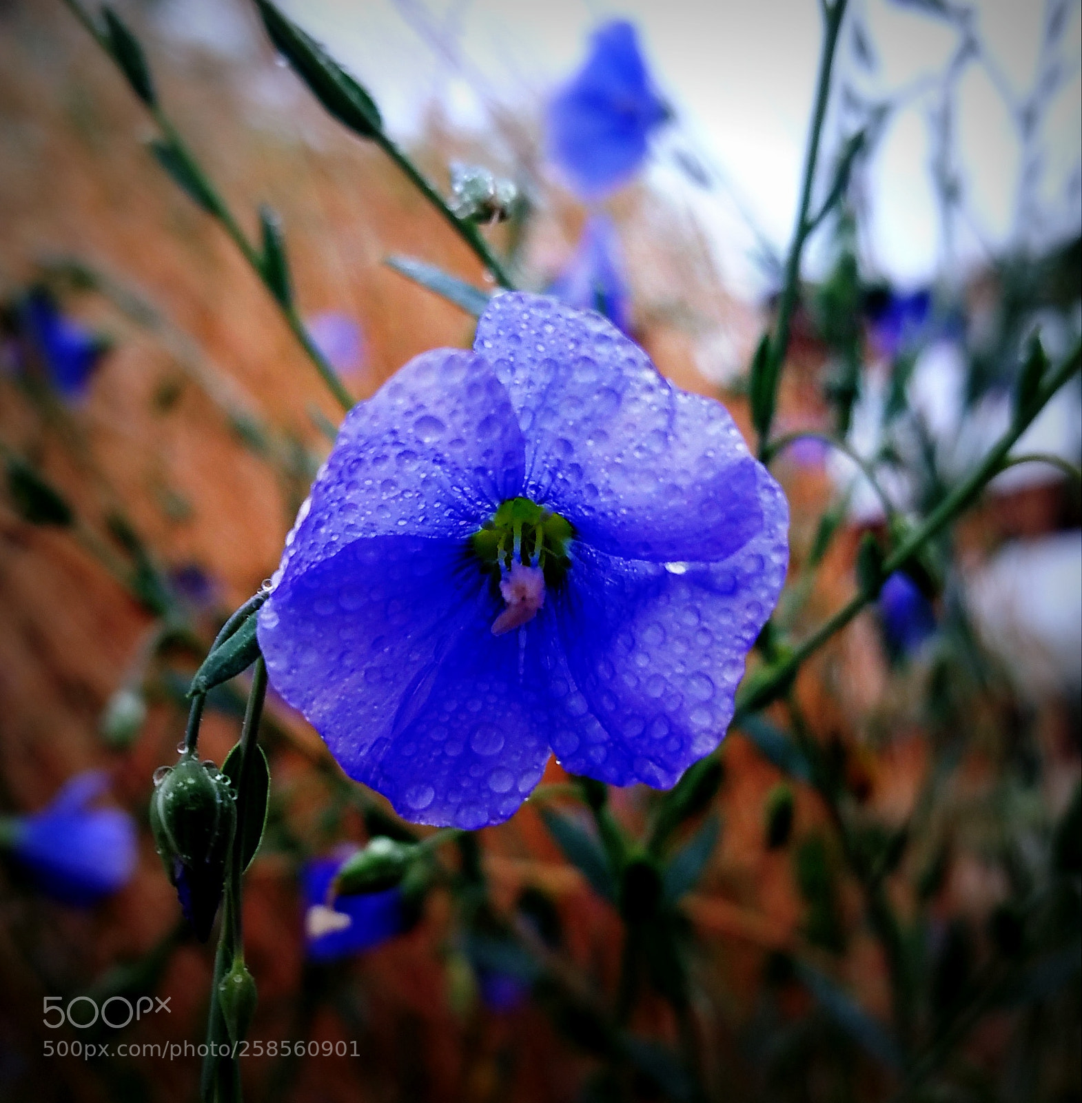 Samsung Galaxy Note4 sample photo. The blues photography
