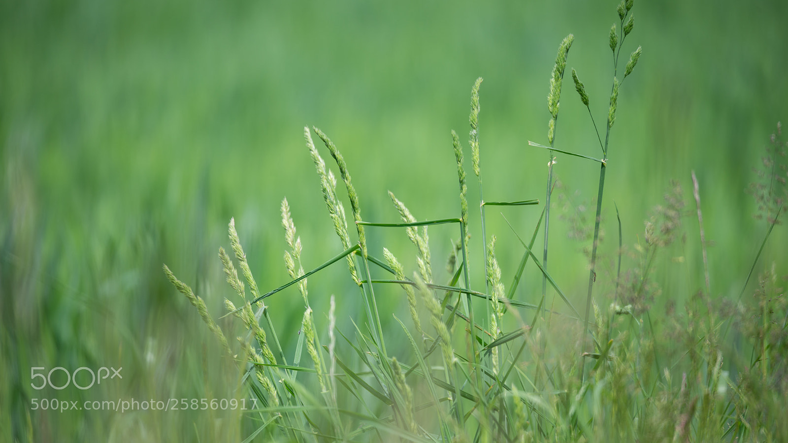 Nikon D610 sample photo. Auswil photography