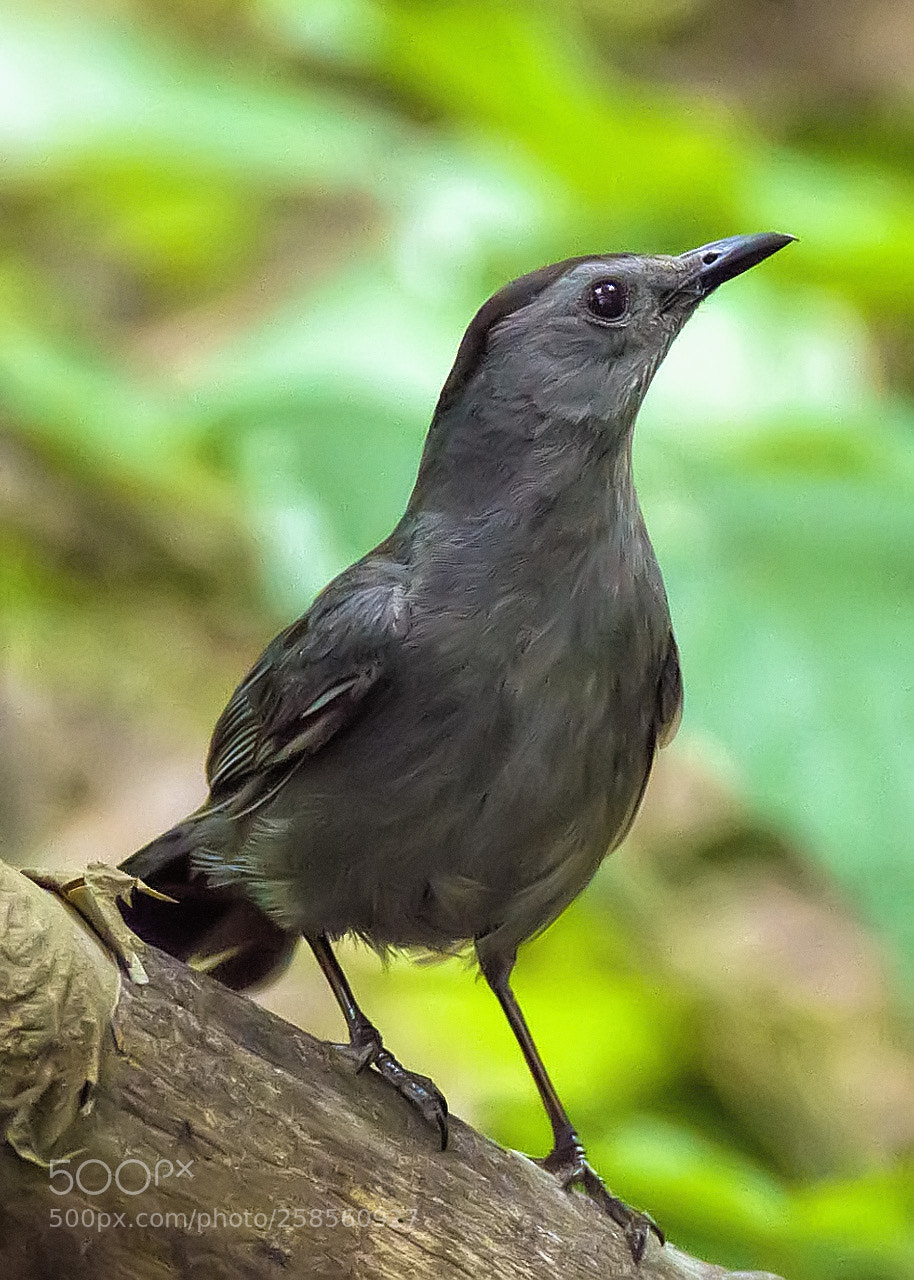 Nikon D7000 sample photo. Gray catbird - moqueur photography
