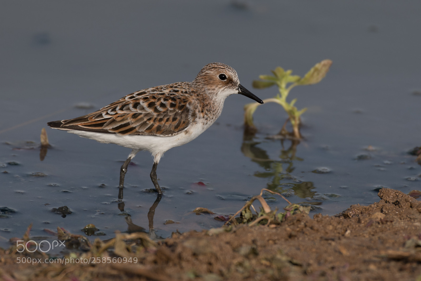 Nikon D850 sample photo. Little stint photography
