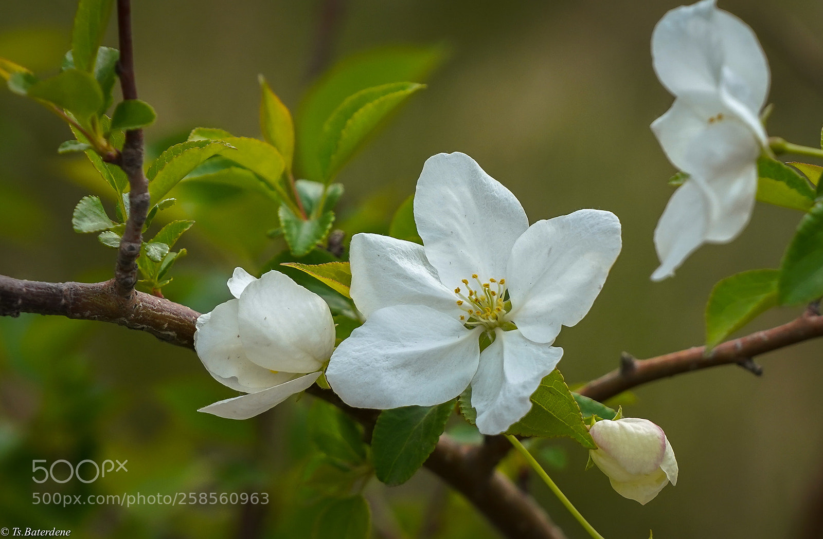 Sony a7R III sample photo. Spring’s calm photography