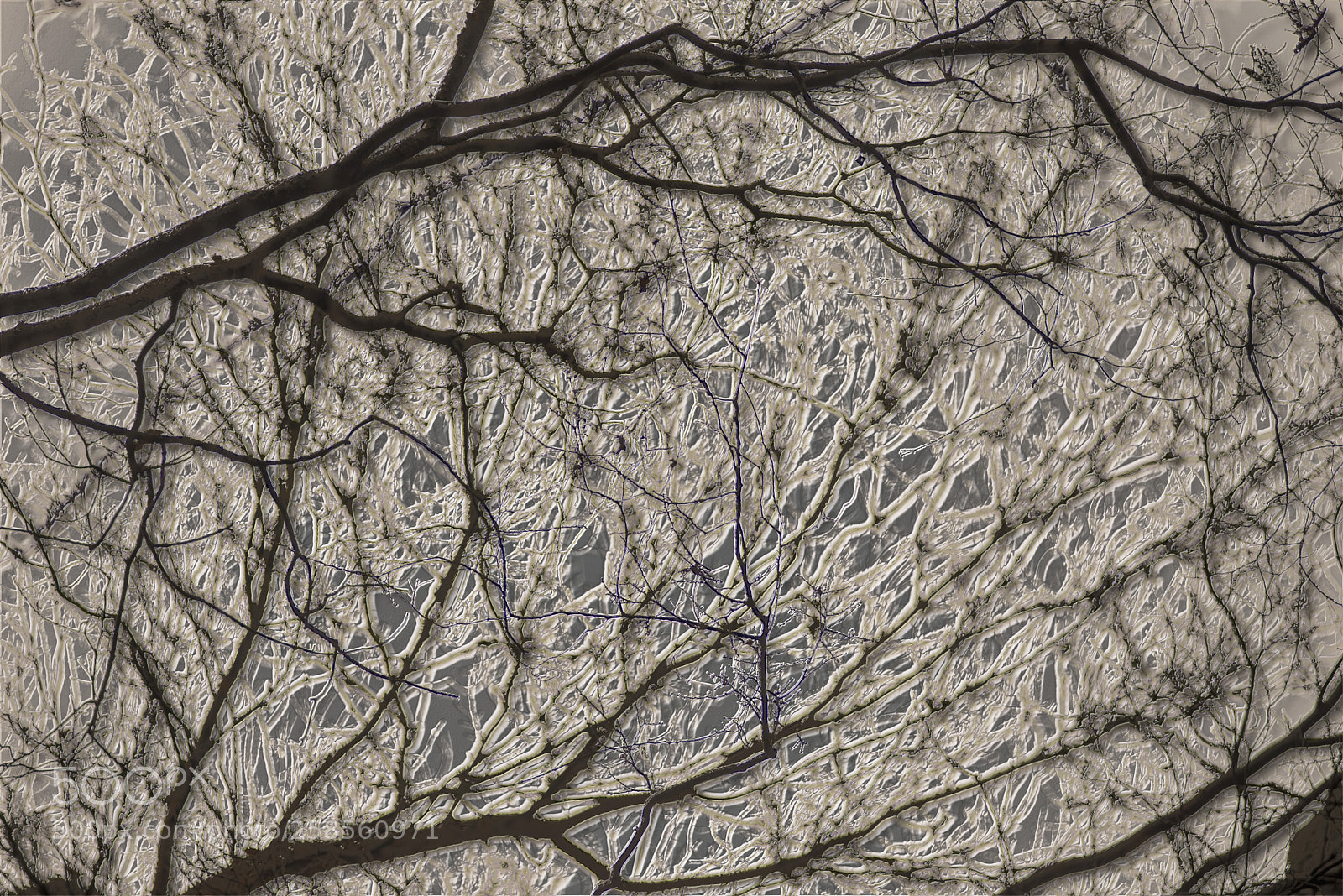 Nikon D600 sample photo. Dark branches in a photography