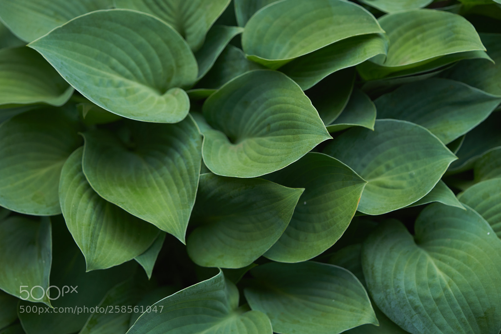 Sony a7 sample photo. Leaves 985 photography