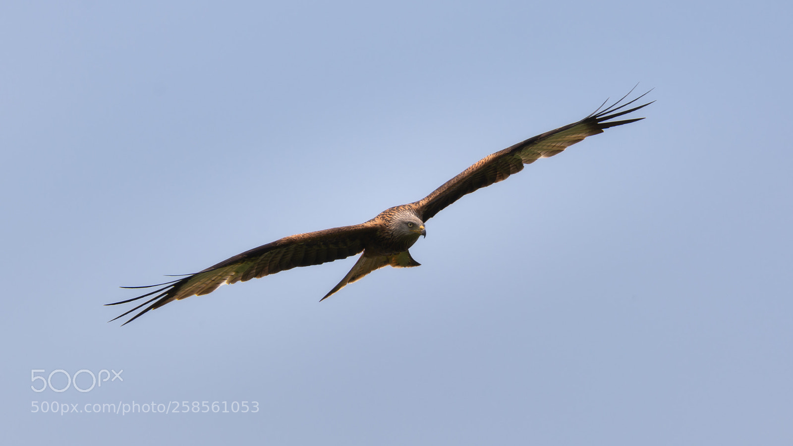 Nikon D610 sample photo. Auswil be photography