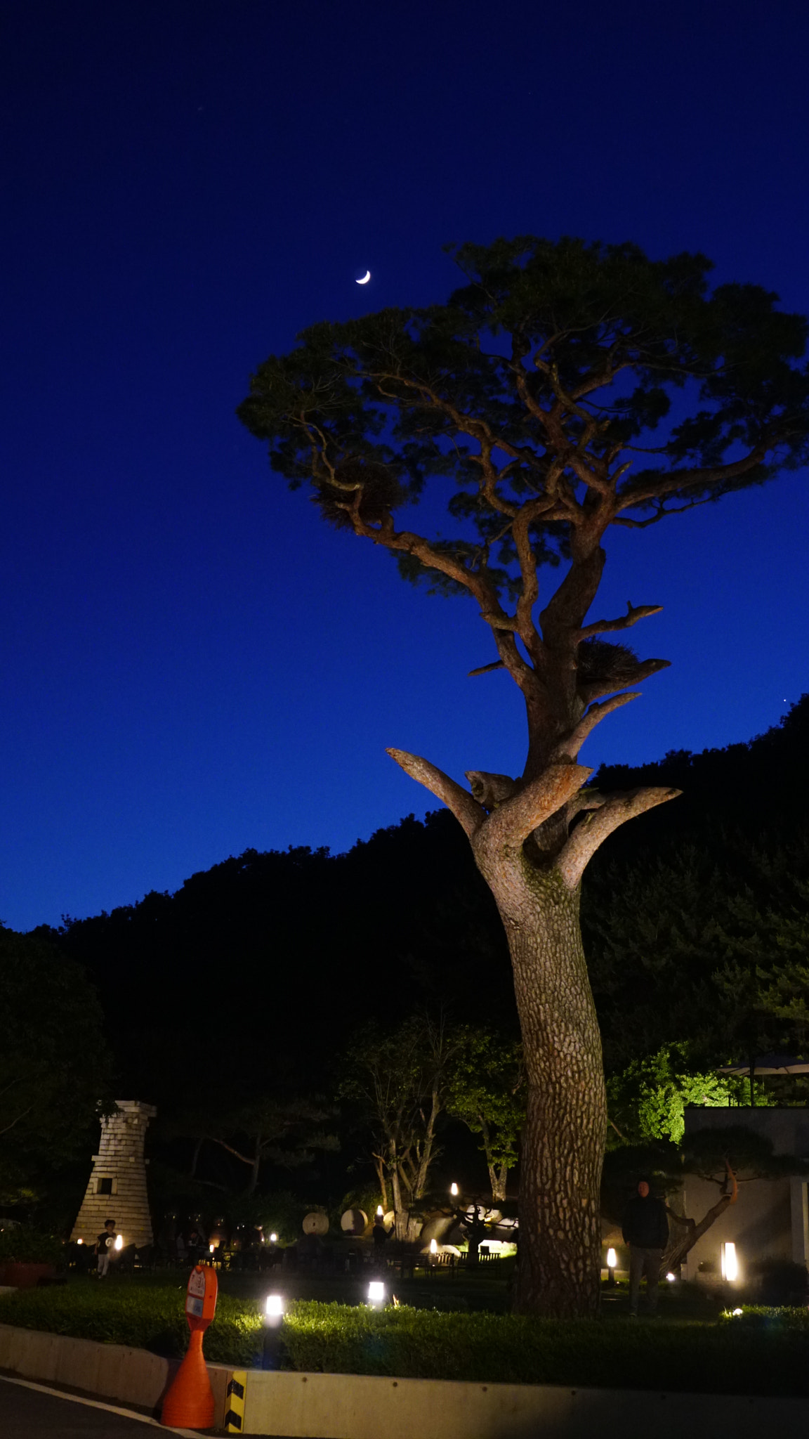 Sony FE 24-240mm F3.5-6.3 OSS sample photo. Crescent moon tree photography