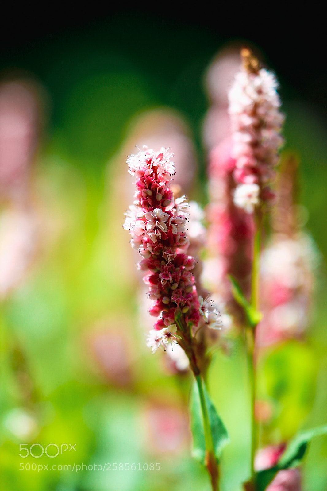 Canon EOS 600D (Rebel EOS T3i / EOS Kiss X5) sample photo. Persicaria photography