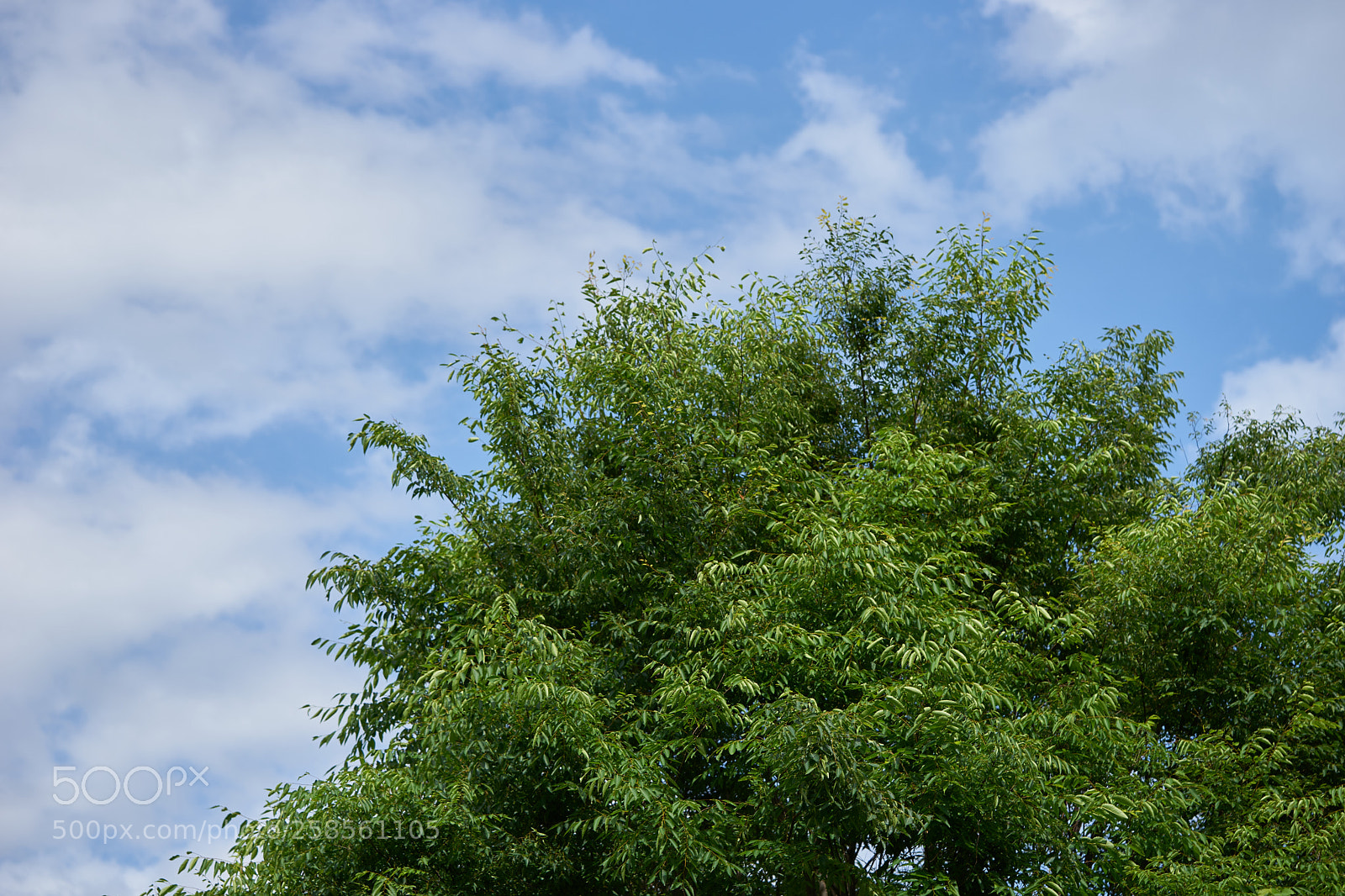 Sony a7 sample photo. Leaves 986 photography