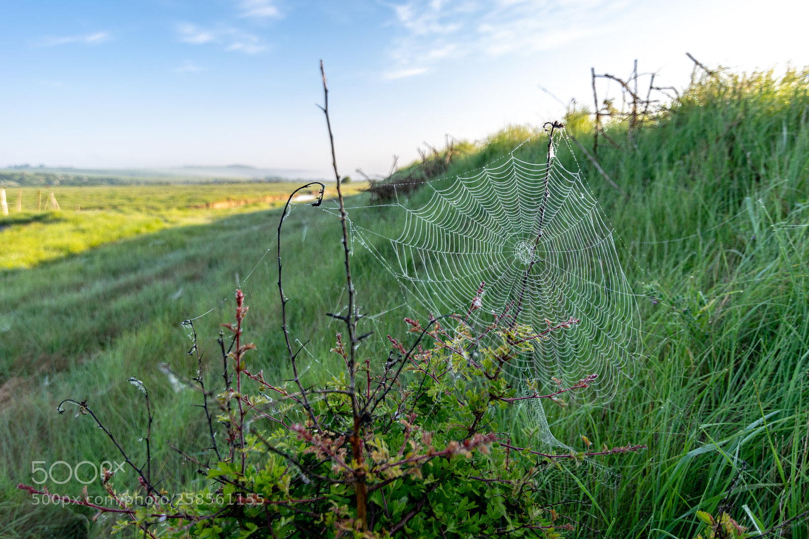 Nikon D5300 sample photo. Spider's web photography
