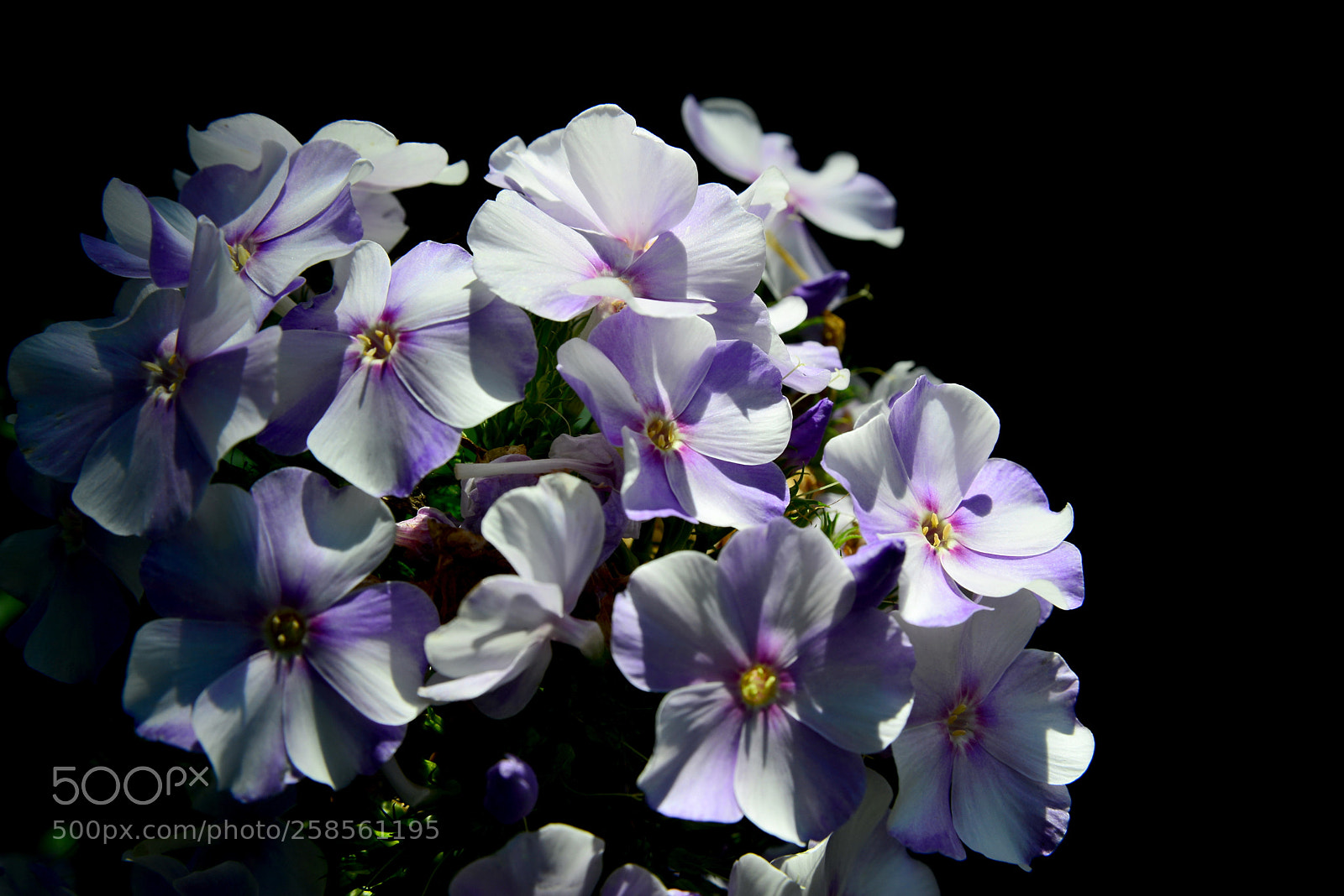 Nikon D600 sample photo. Phloxes photography