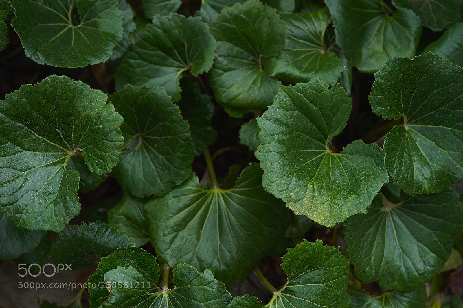 Sony a7 sample photo. Leaves 987 photography